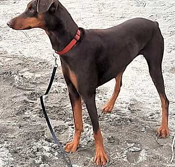 Photo of Tikka
