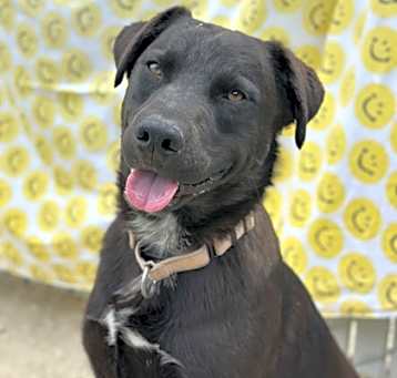 Photo of Apollo