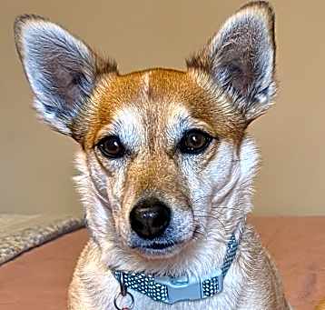 Photo of Jax