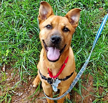 Photo of Luna Pup: Jack