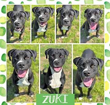 Photo of Zuki