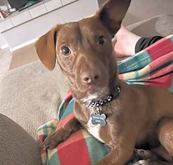 Photo of Kipper