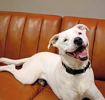 Photo of Mozzarella