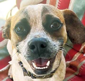 Photo of Pugsly (USA) ns
