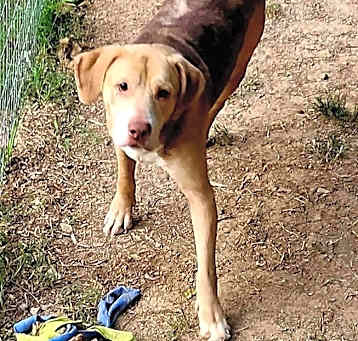 Photo of Rolo