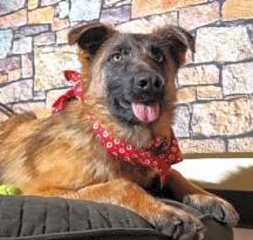 Photo of Dex