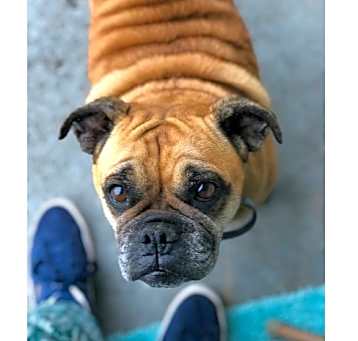Photo of Cookie