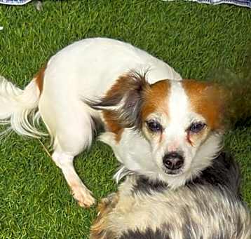 Photo of Carmen