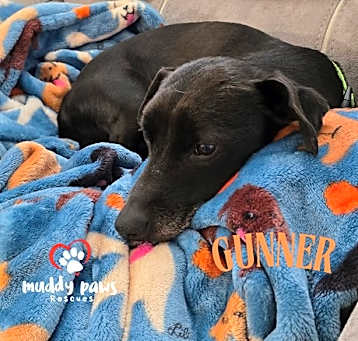 Photo of Gunner (Courtesy Post)