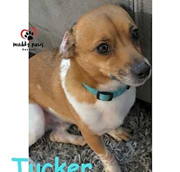 Photo of Tucker (Courtesy Post)