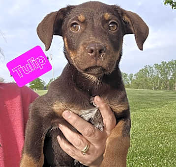 Photo of Tulip