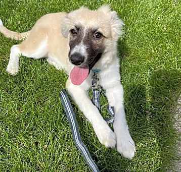 Photo of MURPHY   18 LB PUPPY  4-5  MOS   FOSTERED IN NJ