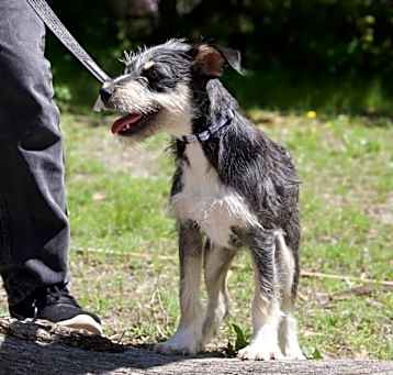 Photo of KAILAH   15 LB PUPPY   4-5  MOS  FOSTERED IN NJ