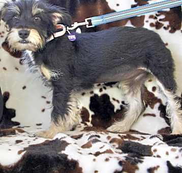 Photo of KALANI  13 LB PUPPY   4-5  MOS   FOSTERED IN NJ