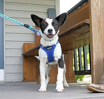 Photo of ALBIE   11 LB PUPPY  4-5  MOS   FOSTERED IN NJ