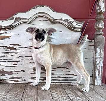Photo of MACEY  15 LB PUPPY  4-5 MOS   FOSTERED IN NJ