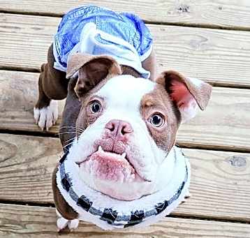 Photo of Dewbie (special needs)