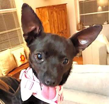 Photo of Macy - ADOPTION IN PROCESS