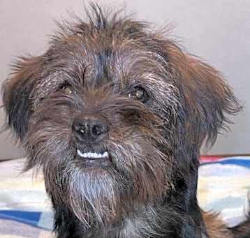 Photo of Abbie - ADOPTION IN PROCESS