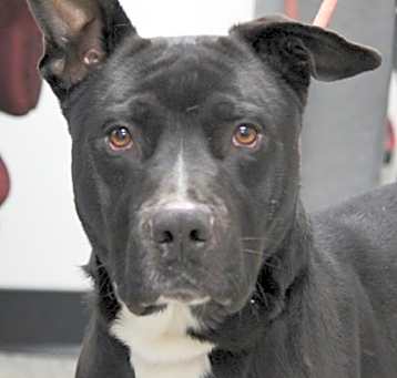 Photo of Roscoe