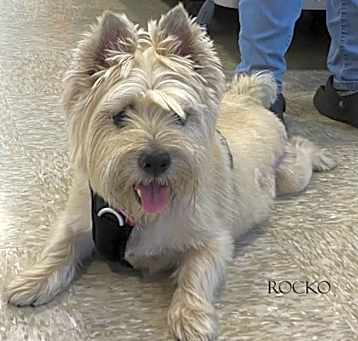 Photo of Rocko #1