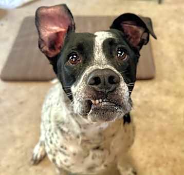 Photo of Poppy