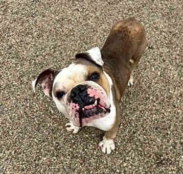 Photo of Rocky