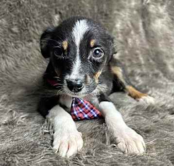 Photo of Draco