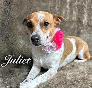 Photo of Juliet