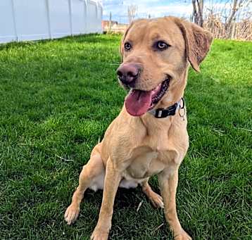 Photo of Olive