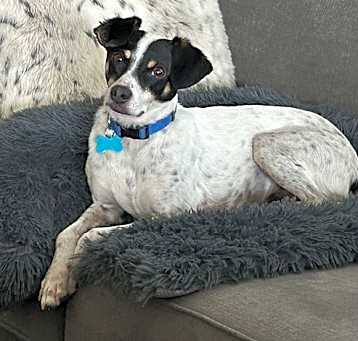 Photo of Merlin