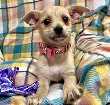 Photo of Mable