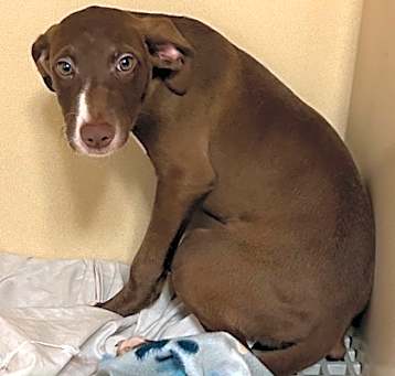 Photo of Shelby