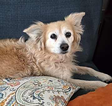Photo of Pupparoo