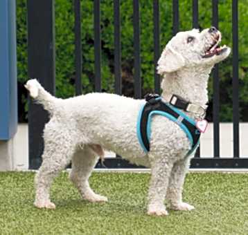 Photo of Hairy Pawter