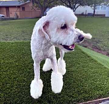 Photo of Brody