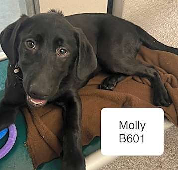 Photo of Molly B601