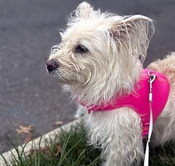 Photo of Lily