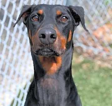 Photo of Tiki