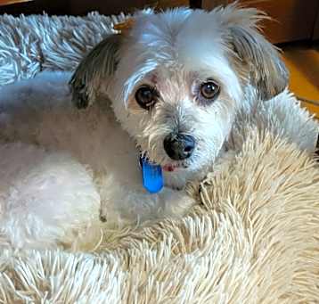Photo of Daisy 11