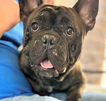 Photo of Pascal