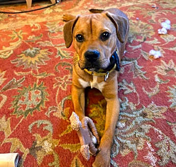 Photo of Cosmo