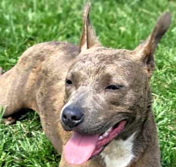 Photo of Snickers