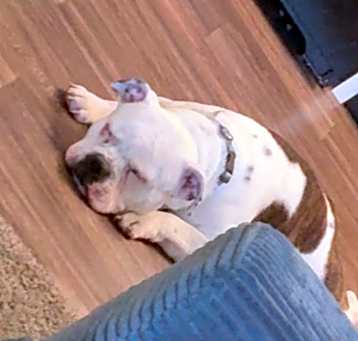 Photo of Shiloh