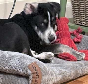 Photo of Apollo