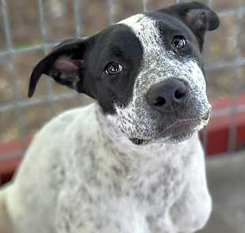 Photo of Benji