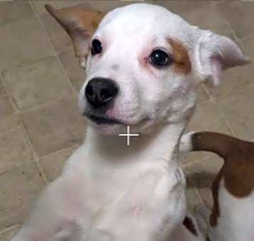 Photo of Remi
