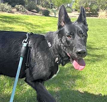 Photo of BILLY GIRL*