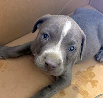 Photo of Finley