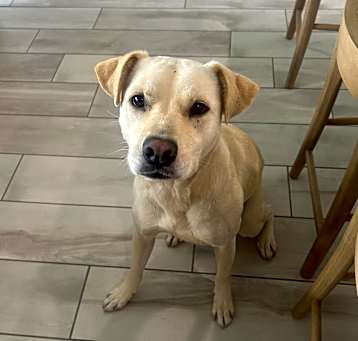 Photo of Kona